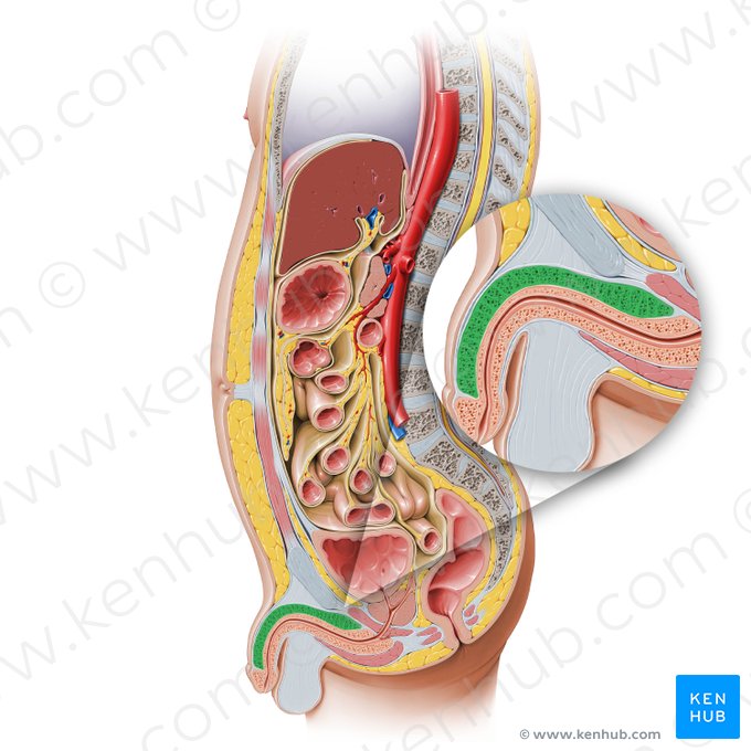 Cuerpo cavernoso del pene (Corpus cavernosum penis); Imagen: Paul Kim