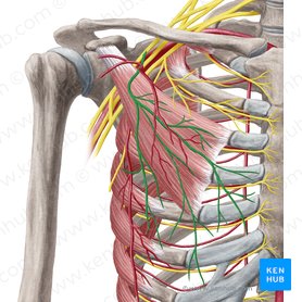 Nervo peitoral lateral (Nervus pectoralis lateralis); Imagem: Yousun Koh