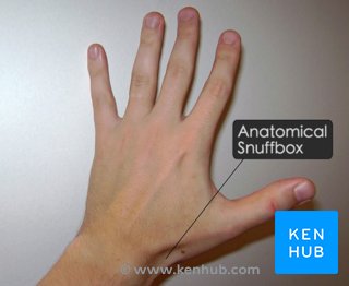 Surface landmarks of the anatomical snuffbox