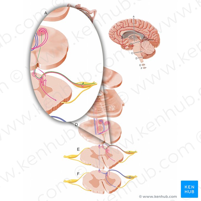 Fibras propioceptivas para la médula espinal cervical (Fibrae afferentes proprioceptivae partis cervicalis medullae spinalis); Imagen: Paul Kim