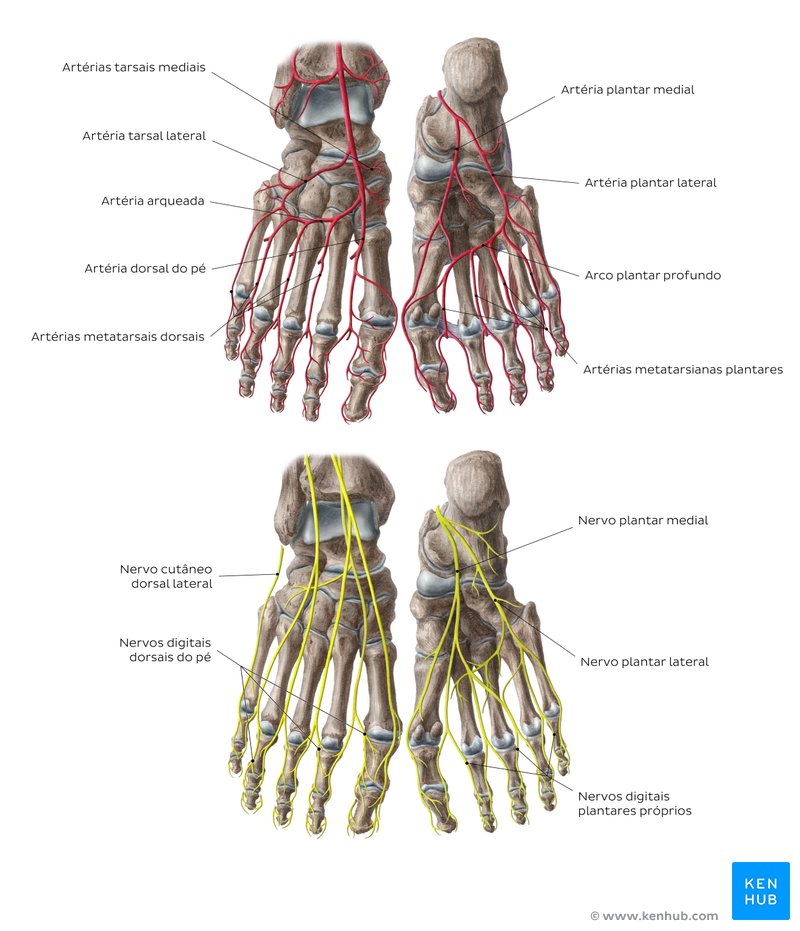 Artérias e nervos dos pés