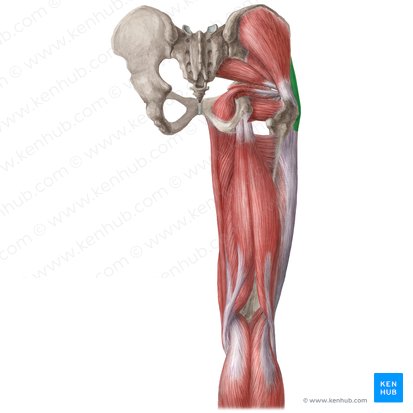Musculus tensor fasciae latae (Schenkelbindenspanner); Bild: Liene Znotina