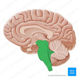 Brainstem (Truncus encephali); Image: Paul Kim