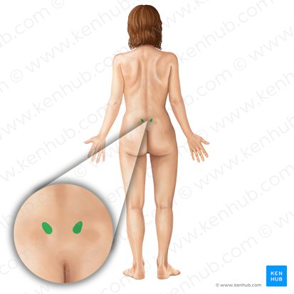 Spina iliaca posterior superior (Hinterer oberer Darmbeinstachel); Bild: Irina Münstermann