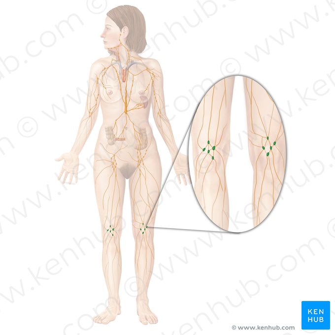 Popliteal lymph nodes (Nodi lymphoidei poplitei); Image: Begoña Rodriguez