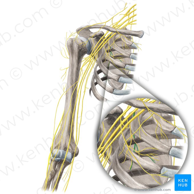 Thoracodorsal nerve (Nervus thoracodorsalis); Image: Yousun Koh