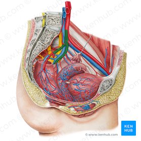 Arteria iliaca interna sinistra (Linke innere Beckenarterie); Bild: Irina Münstermann
