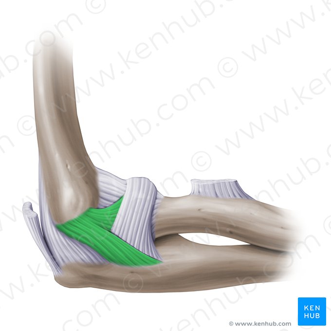 Ligamento colateral radial da articulação do cotovelo (Ligamentum collaterale radiale cubiti); Imagem: Paul Kim