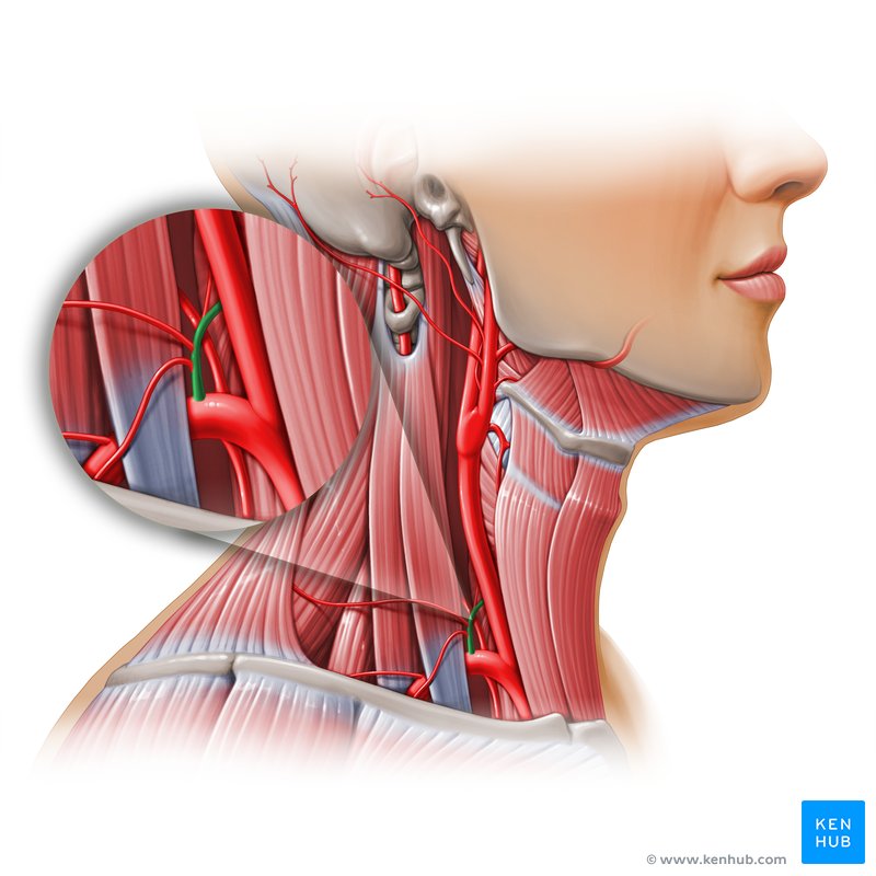 Thyrocervical trunk (Truncus thyrocervicalis)