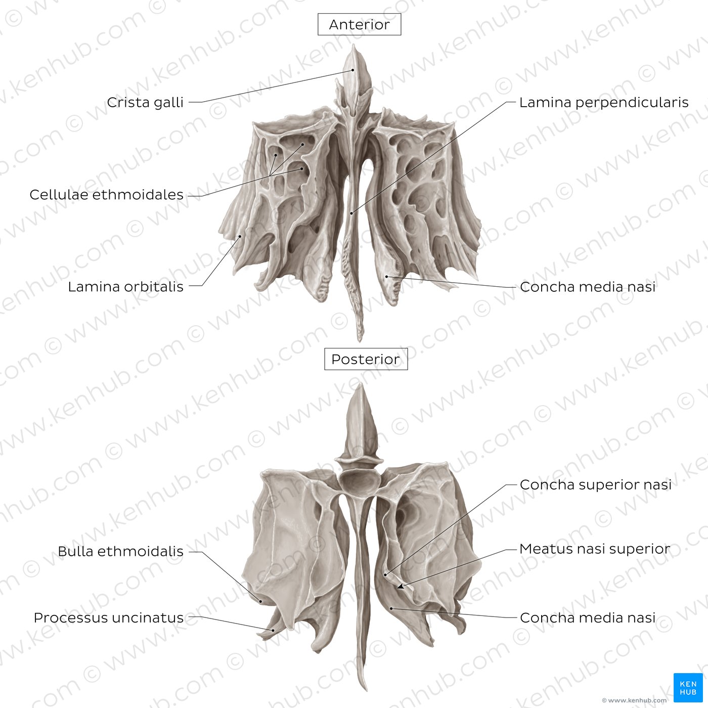 Os ethmoidale (anterior and posterior views)