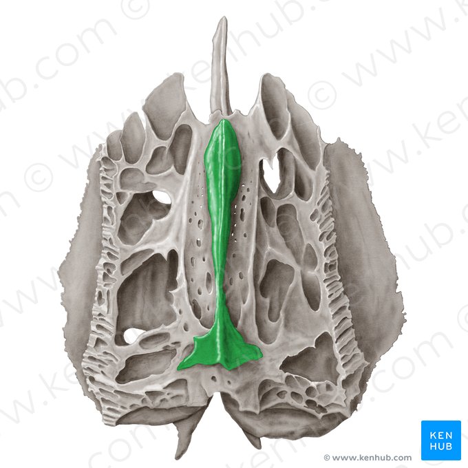 Crista galli of ethmoid bone (Crista galli ossis ethmoidalis); Image: Samantha Zimmerman