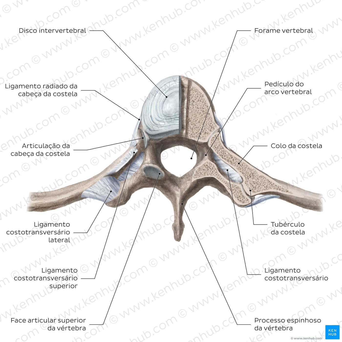 Articulações e ligamentos costovertebrais - diagrama