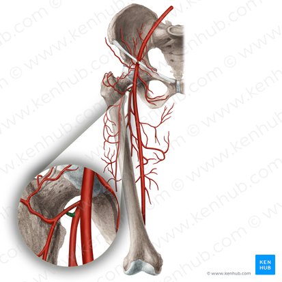 Arteria circumflexa medialis femoris (Innere Oberschenkelkranzarterie); Bild: Rebecca Betts