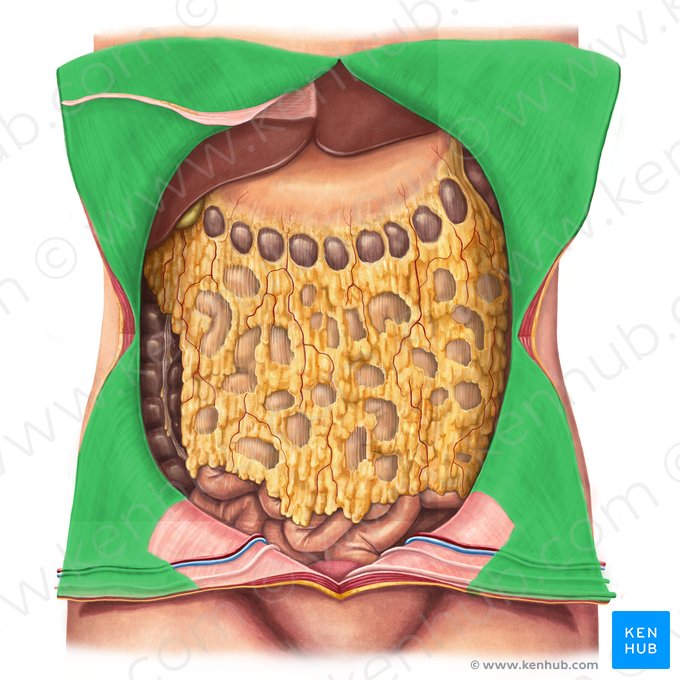 Peritoneum parietale (Parietales Bauchfell); Bild: Irina Münstermann