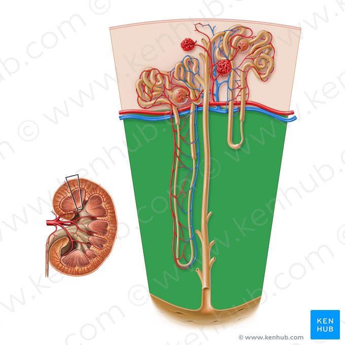 Médula renal (Medulla renis); Imagen: Paul Kim