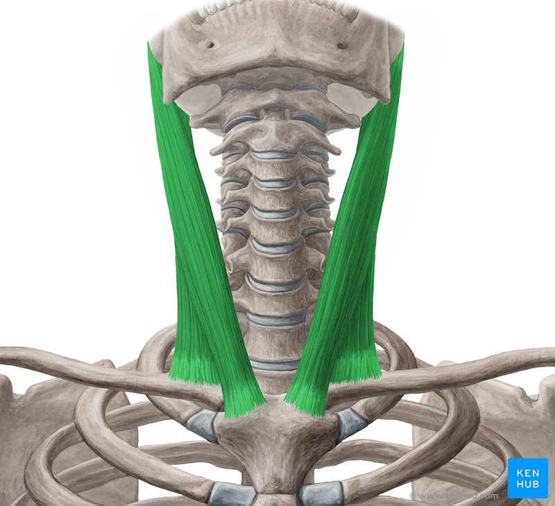 Músculo esternocleidomastóideo - vista anterior (verde)