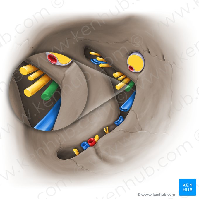 Ramo inferior del nervio oculomotor (Ramus inferior nervi oculomotorii); Imagen: Paul Kim