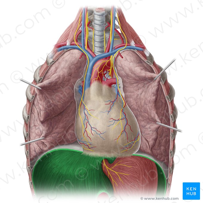 Diaphragm (Diaphragma); Image: Yousun Koh