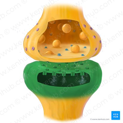 Postsynaptic terminal (Pars postsynaptica synapsis); Image: Tal Bavli Ziv