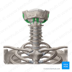 Neck muscles anatomy: List, origins, insertions, action | Kenhub