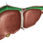 Liver ligaments