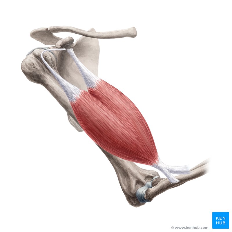 Biceps brachii contraction