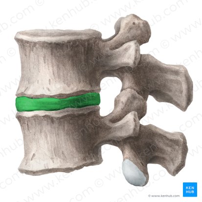 Disco intervertebral (Discus intervertebralis); Imagen: Liene Znotina