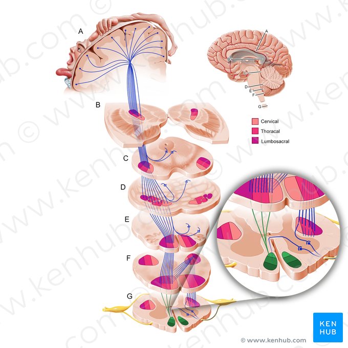 Tracto corticoespinal anterior (Tractus corticospinalis anterior); Imagen: Paul Kim