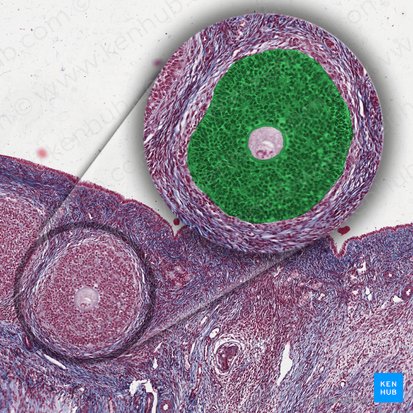 Granulosa cells (Epitheliocyti granulares); Image: 
