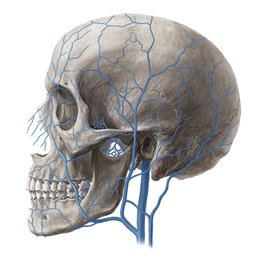 Principales venas de la cabeza y cuello