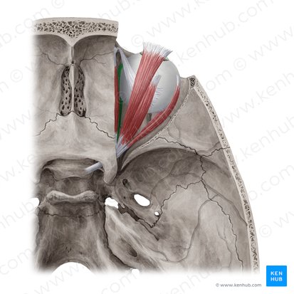 Músculo reto medial (Musculus rectus medialis); Imagem: Yousun Koh