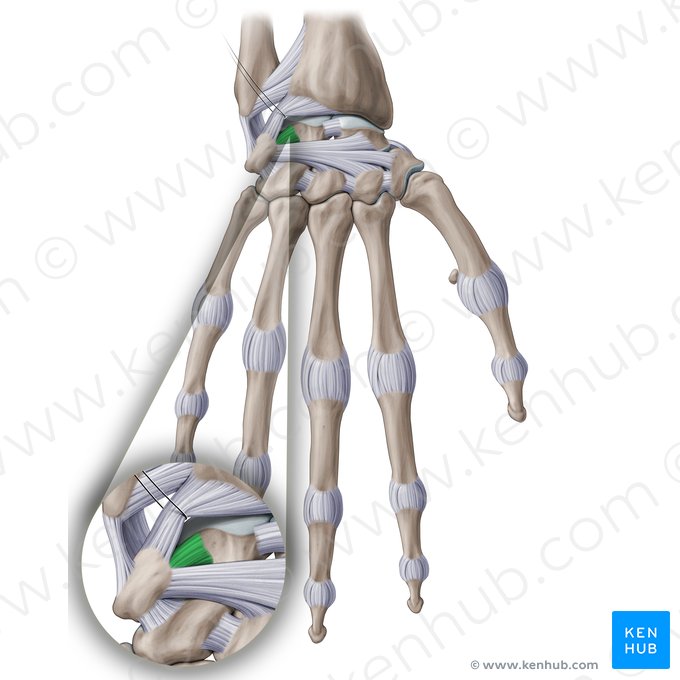 Ligament lunotriquétral interosseux (Ligamentum lunotriquetrum interosseum); Image : Paul Kim