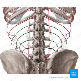 Abdominal wall: Layers, muscles and fascia | Kenhub