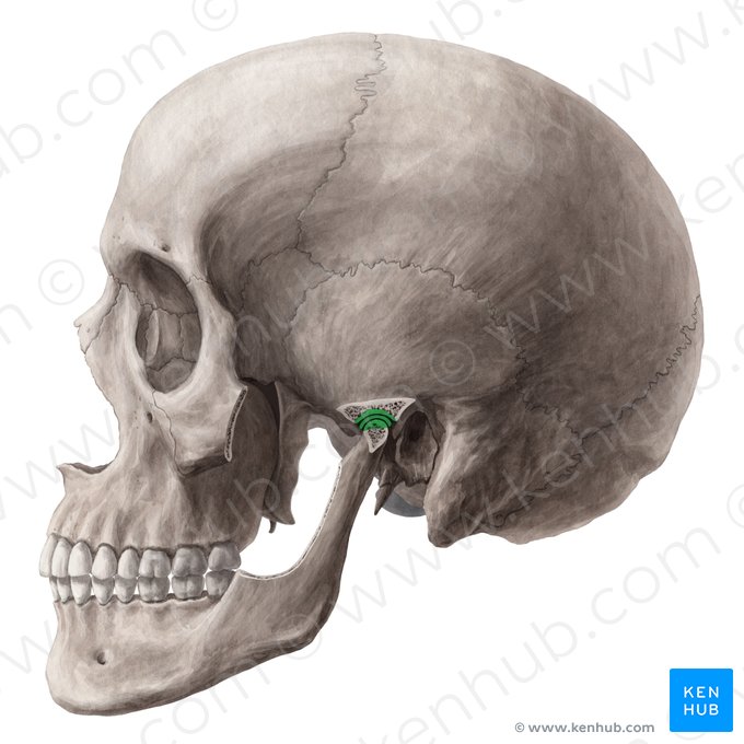 Articulatio temporomandibularis (Kiefergelenk); Bild: Yousun Koh