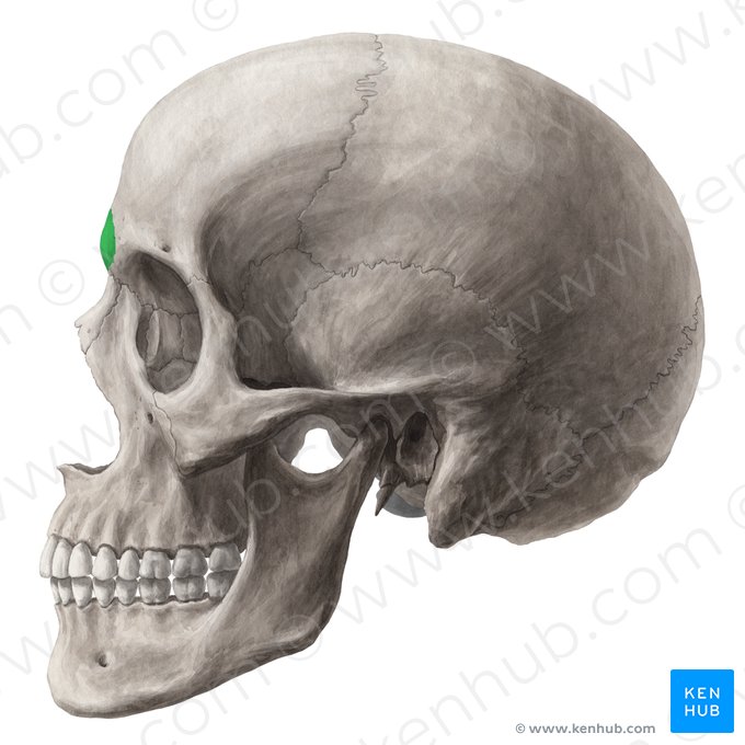 Glabela do osso frontal (Glabella ossis frontalis); Imagem: Yousun Koh