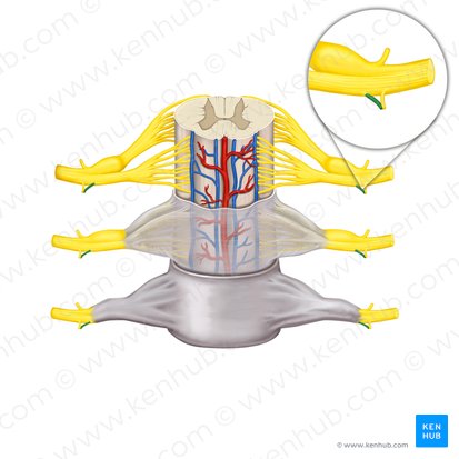 Rameau communicant gris du nerf spinal (Ramus communicans griseus nervi spinalis); Image : Rebecca Betts