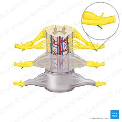 Ramus communicans griseus nervi spinalis (Grauer Verbindungsast des Spinalnervs); Bild: Rebecca Betts