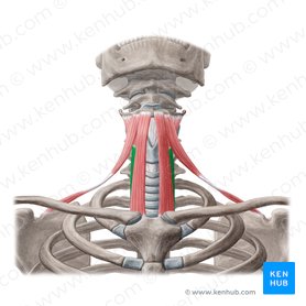 Músculo esternotireóideo (Musculus sternothyroideus); Imagem: Yousun Koh