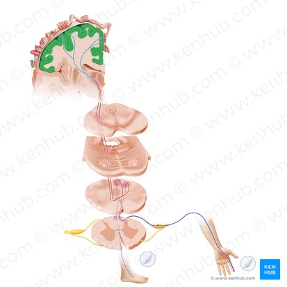 Gyrus postcentralis (Hintere Zentralwindung); Bild: Paul Kim