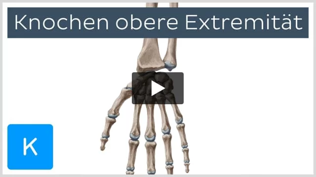 Anatomie: Untere Extremitäten: Oberschenkel: Knochen - AnkiWeb