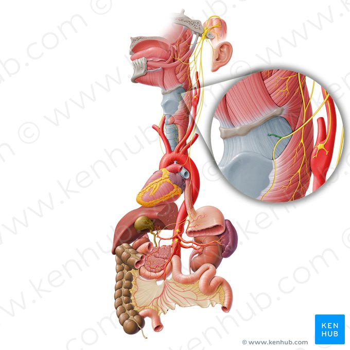 Ramo interno do nervo laríngeo superior (Ramus internus nervi laryngei superioris); Imagem: Paul Kim