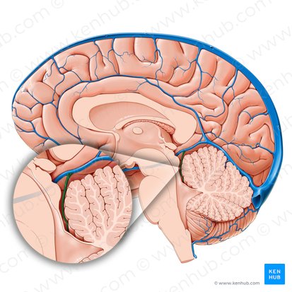 Superior cerebellar vein (Vena superior cerebelli); Image: Paul Kim