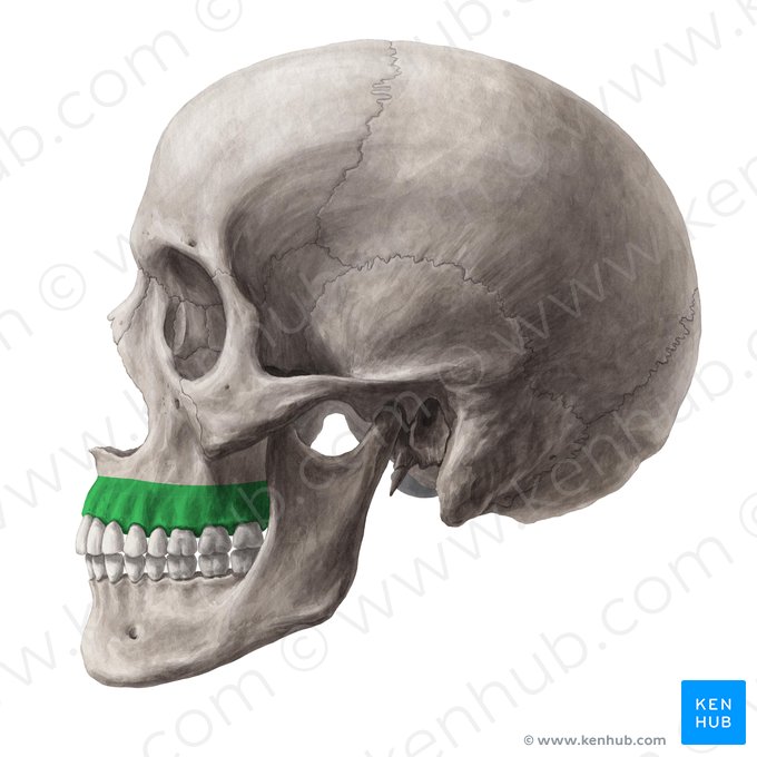 Processo alveolar da maxila (Processus alveolaris maxillae); Imagem: Yousun Koh