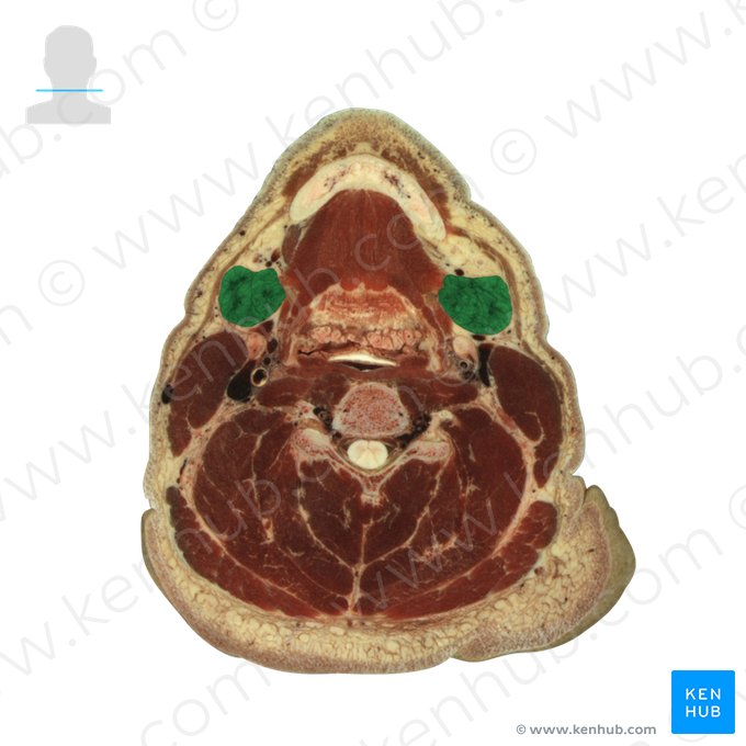 Glândula submandibular (Glandula submandibularis); Imagem: National Library of Medicine