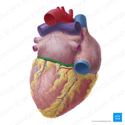 Sinus coronarius (Koronarvenensinus); Bild: Yousun Koh