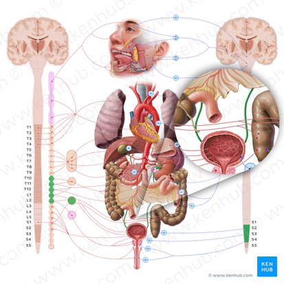 Uréter (Ureter); Imagen: Paul Kim