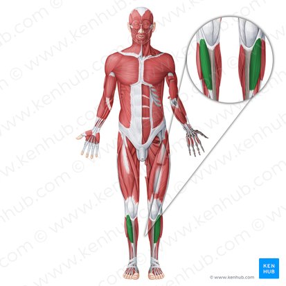 Tibialis anterior muscle (Musculus tibialis anterior); Image: Irina Münstermann