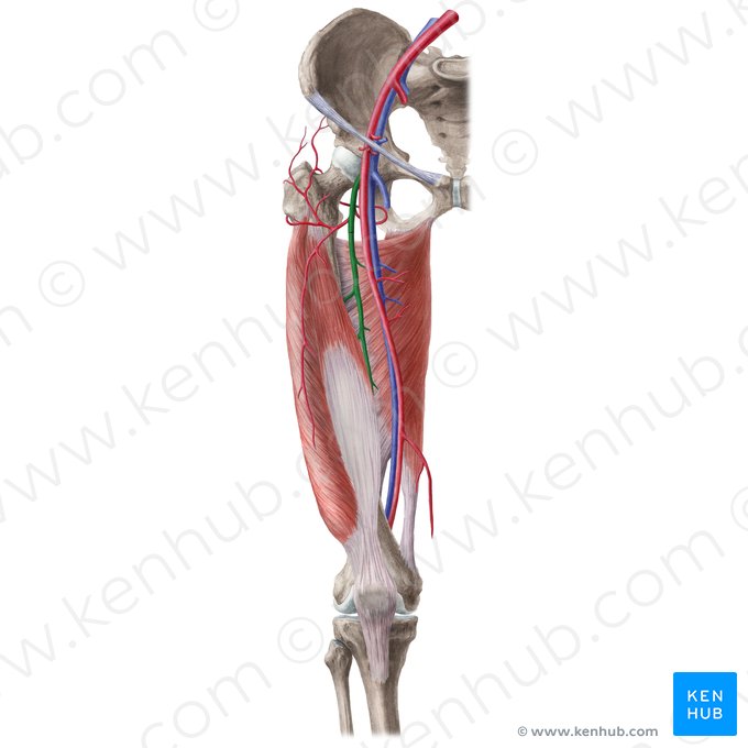 Artéria femoral profunda (Arteria profunda femoris); Imagem: Liene Znotina