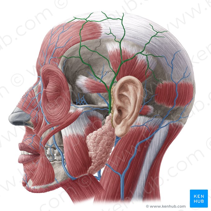 Vena temporalis superficialis (Oberflächliche Schläfenvene); Bild: Yousun Koh