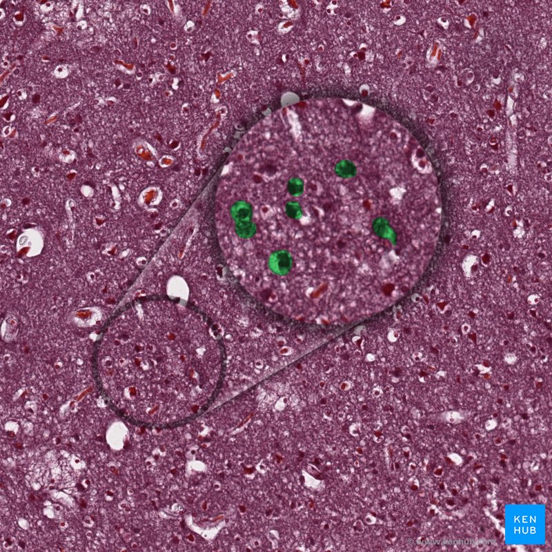 histología del ganglio espinal
